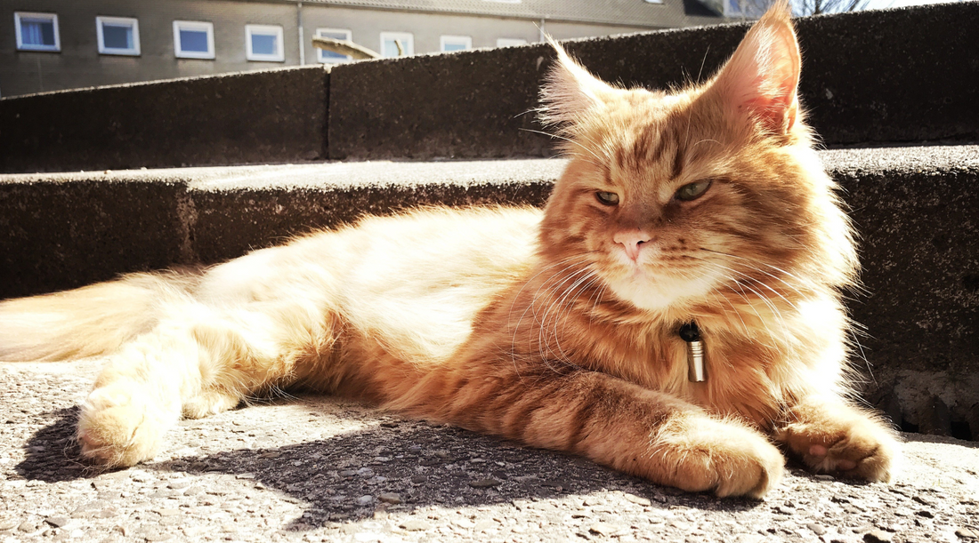 Sun’s Out, Ears Off? Why Your Cat Needs Sun Cream Too