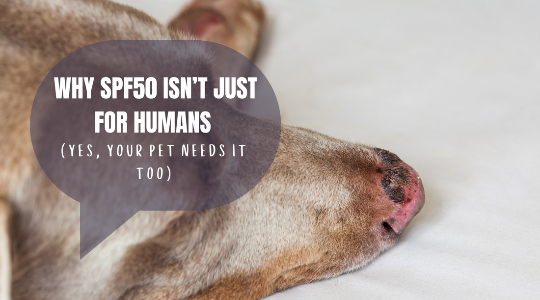 Why SPF50 Isn’t Just for Humans (Yes, Your Pet Needs It Too)