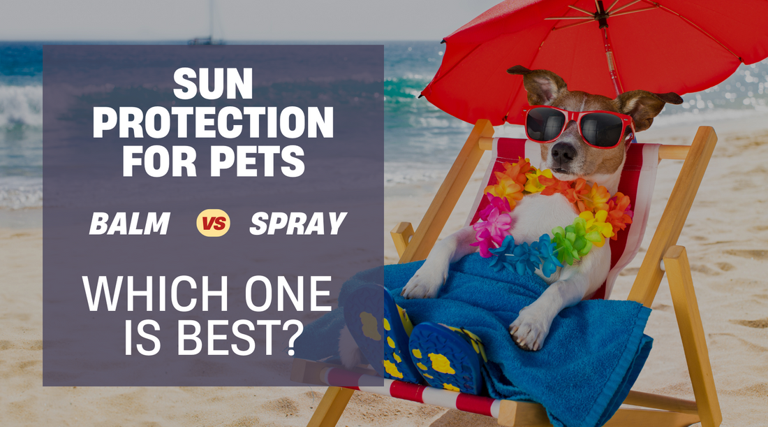 Protect Your Pet from the Sun: Why Sunscreen Matters & How to Choose the Best One