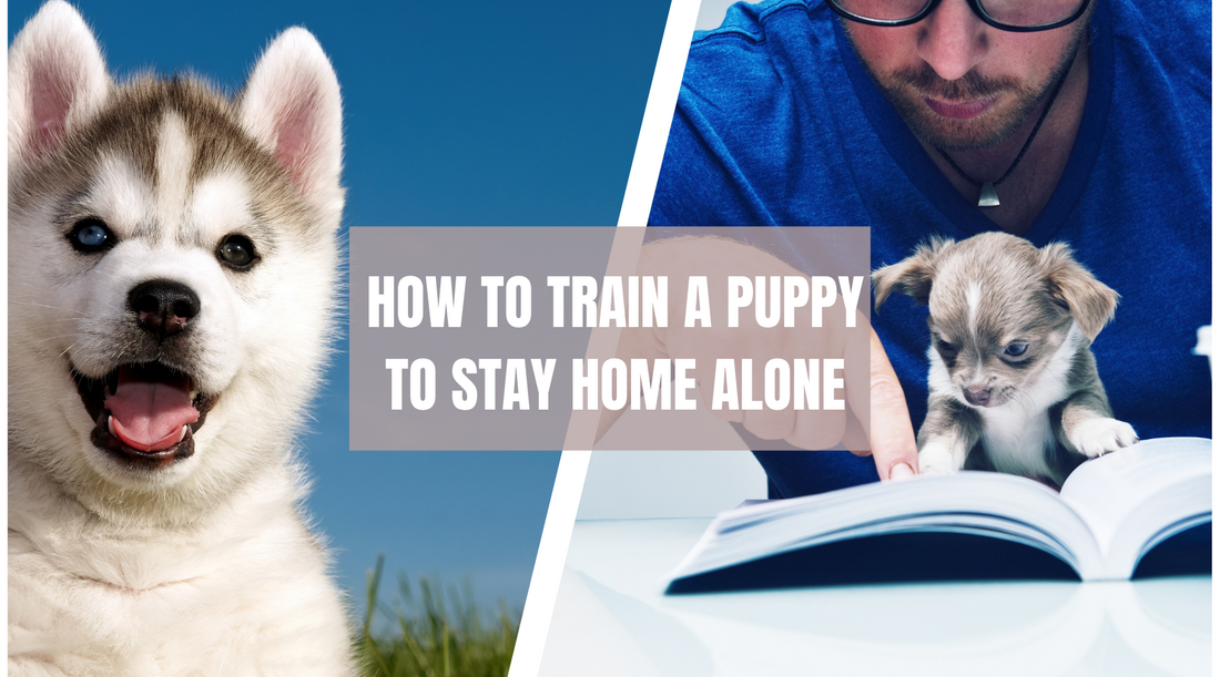 How to train a puppy to stay home alone!