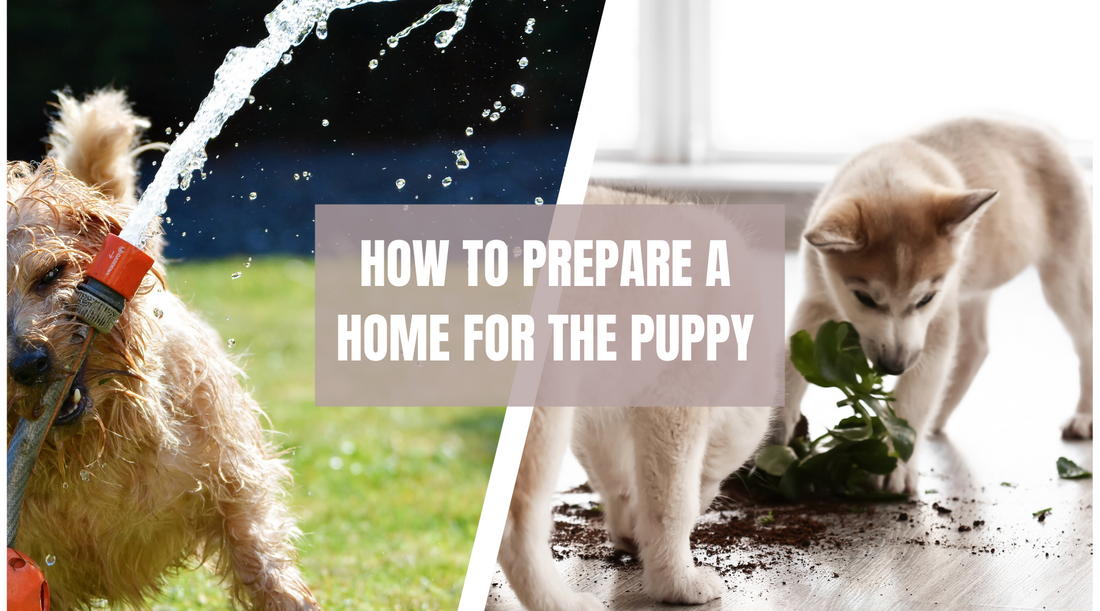 How to prepare home for the puppy!