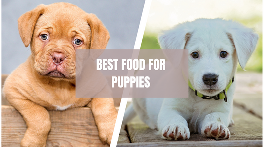 Best dog food for puppies