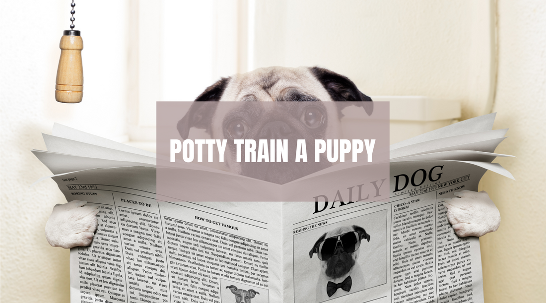 Potty train a puppy