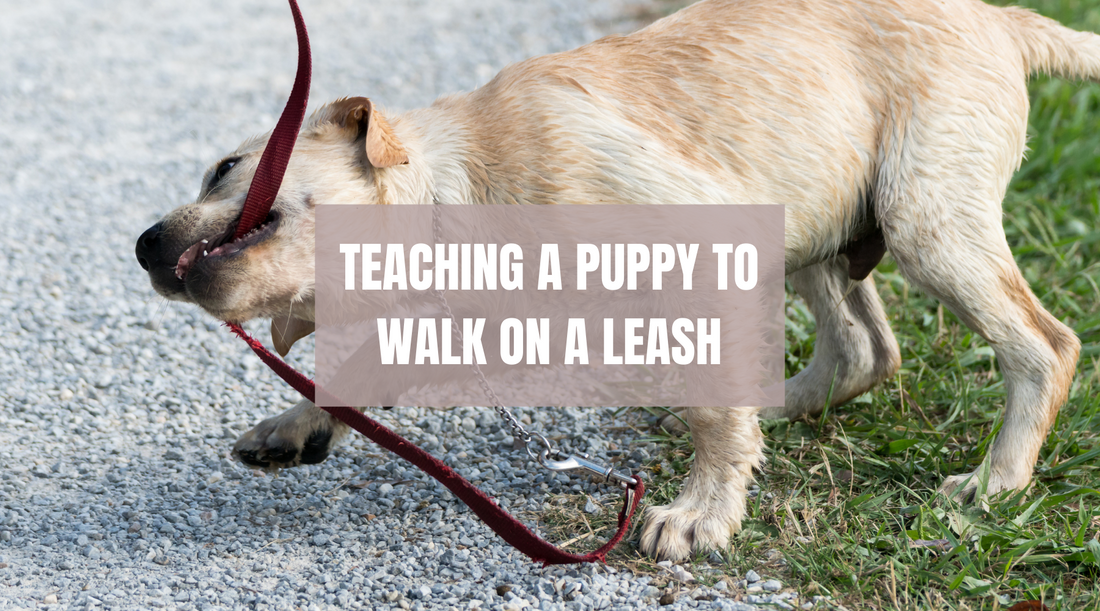 Teaching a puppy to walk on a leash