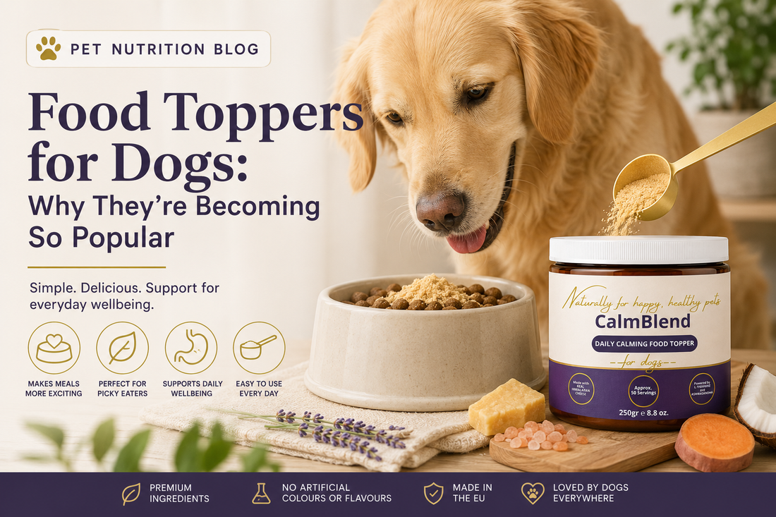 Food Toppers for Dogs: Why They're Becoming So Popular (And Why More Owners Are Making the Switch)