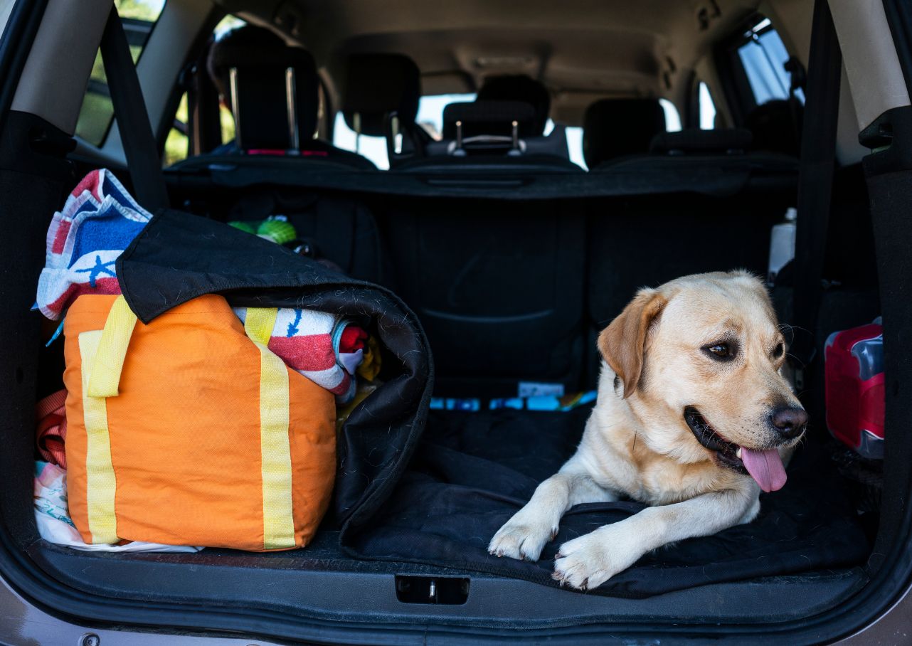 Traveling with Your Dog from the UK to Europe and Back Noseprint