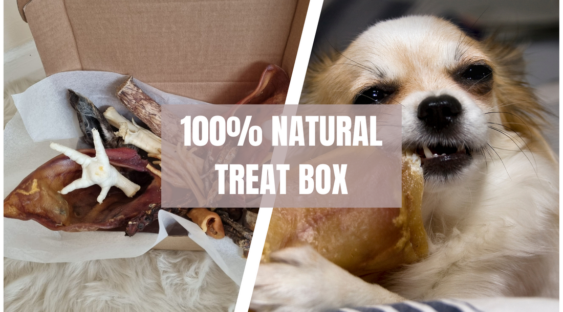 100% Natural Treat Boxes for Dogs - Noseprint