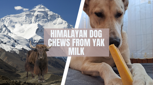 Himalayan Dog Chews from Yak Milk