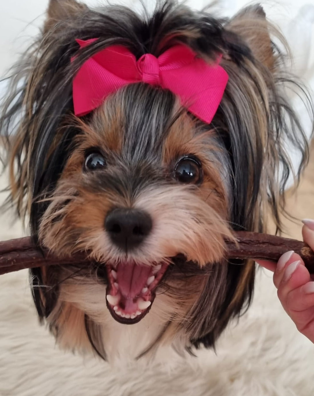 Natural Dog Treat Box - Puppy or Small Dogs